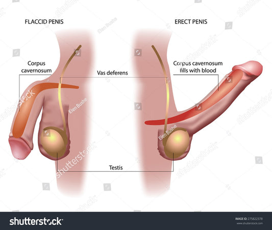 Personal health care diagram of the man sex flaccid and erect phase
