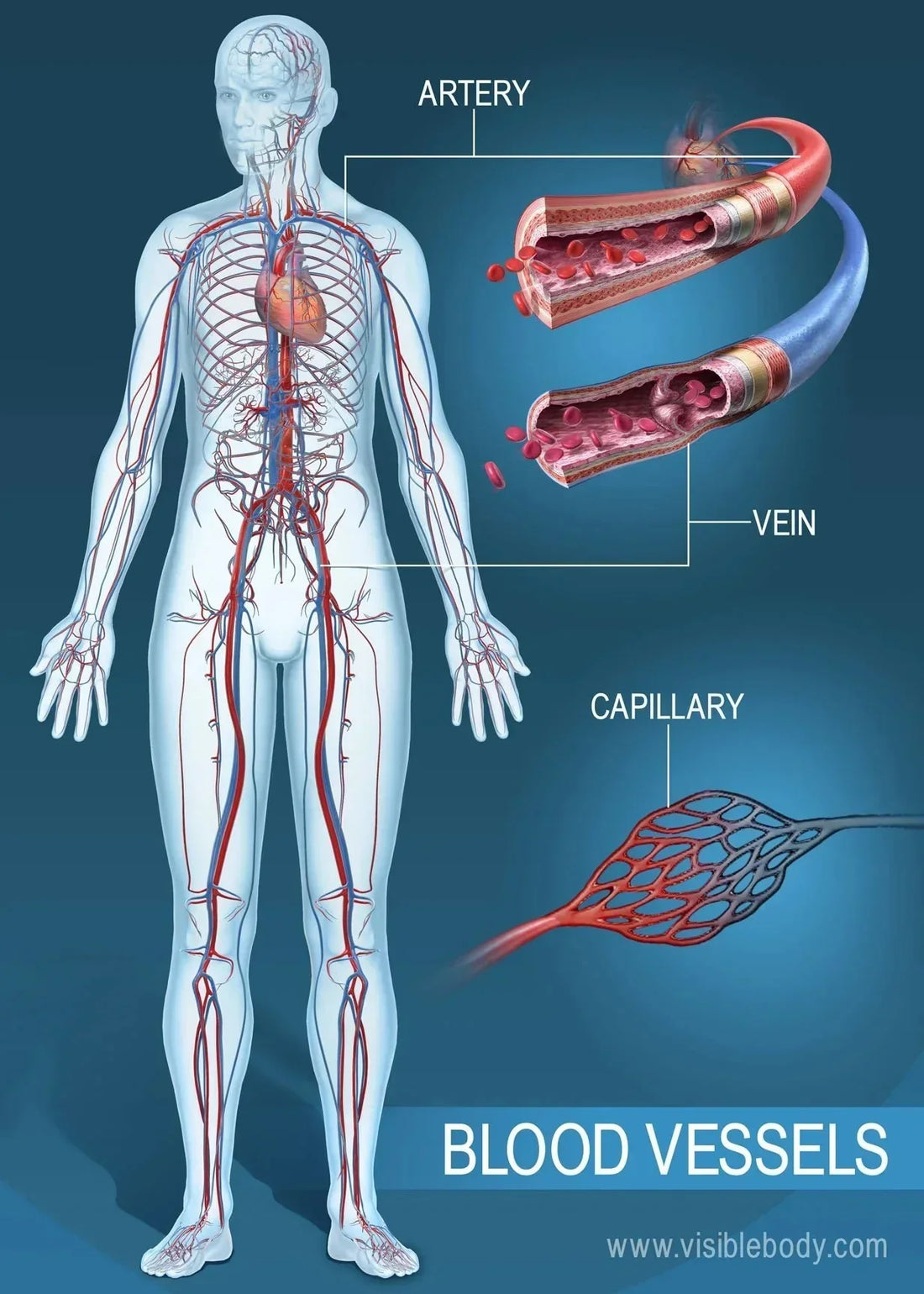 Personal Health Care Effects of hypertension and arteriosclerosis on the blood vessels shown on human vessels diagram 