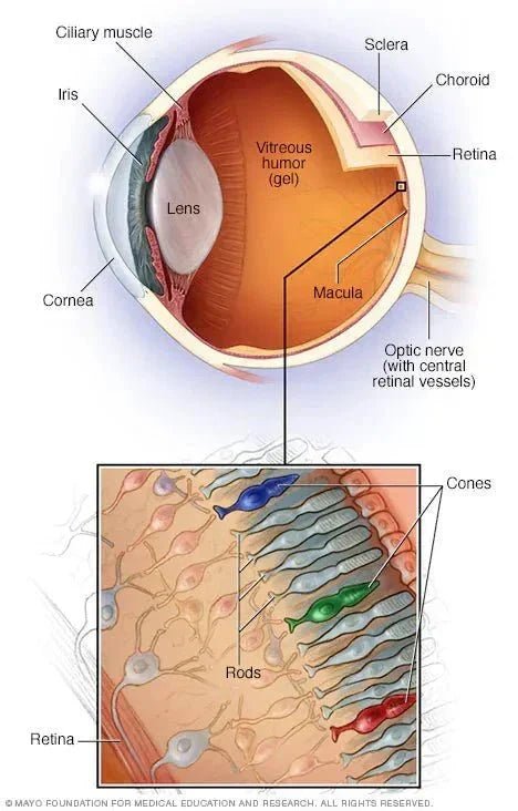 Free Illustration of the anatomy of the eyes - Blog: How to prevent Age-macular degeneration (AMD)