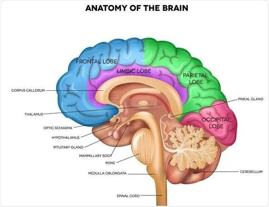 Fight against Alzheimer's disease