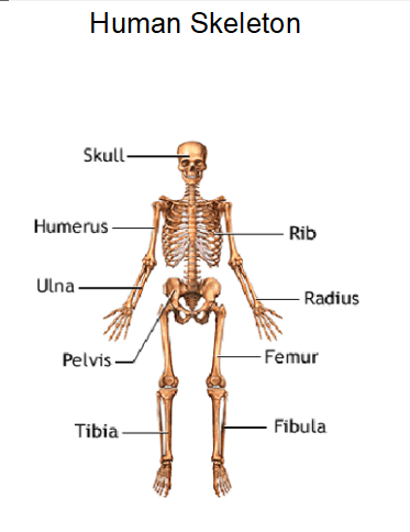 Free Illustration of a Human Skeleton for the blog: Comprehensive Osteoporosis Support and Prevention