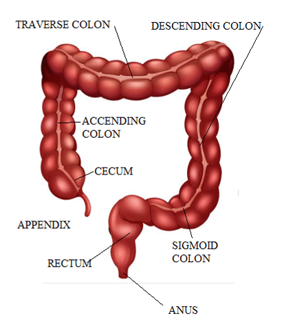 Free Illustration of the anatomy of the intestine - Blog: How to get rid of constipation quickly and naturally.