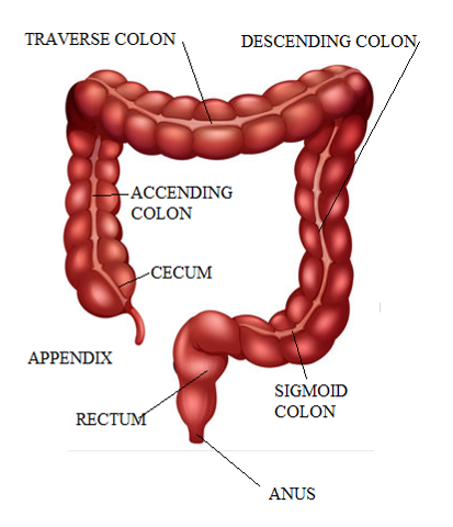 How to get rid of constipation quickly and naturally