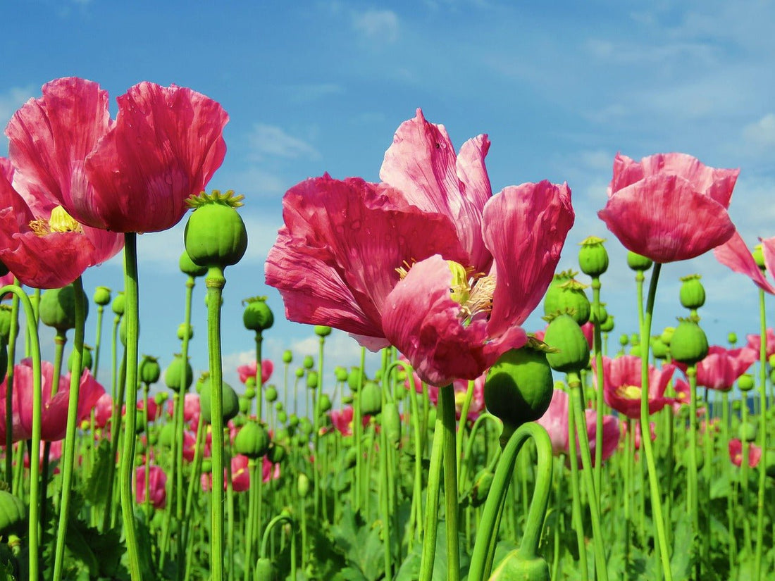 Free Picture Opium poppy Blog: How to Protect Yourself from Plant Irritations