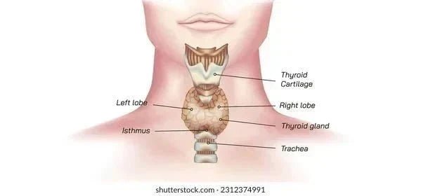 Free Illustration Anatomy of the female Thyroid - Blog: Thyroid Functions and Diseases