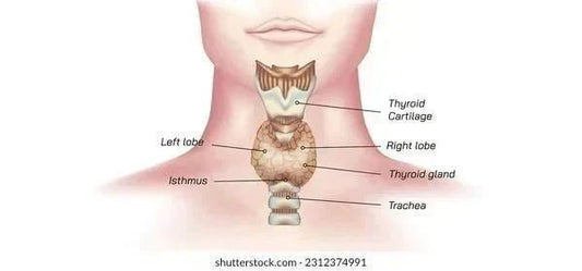 Free Illustration Anatomy of the female Thyroid - Blog: Thyroid Functions and Diseases
