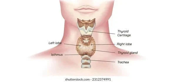 Thyroid Functions and Diseases