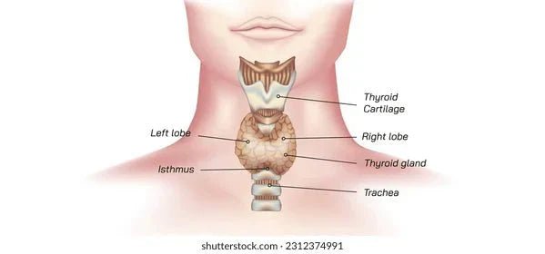 Thyroid Functions and Diseases