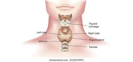 Thyroid Functions and Diseases