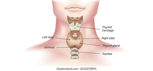 Personal Health Care Thyroid functions and diseases