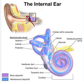 Free Illustration of the anatomy of a ear - Blog: How to develop the sense of hearing