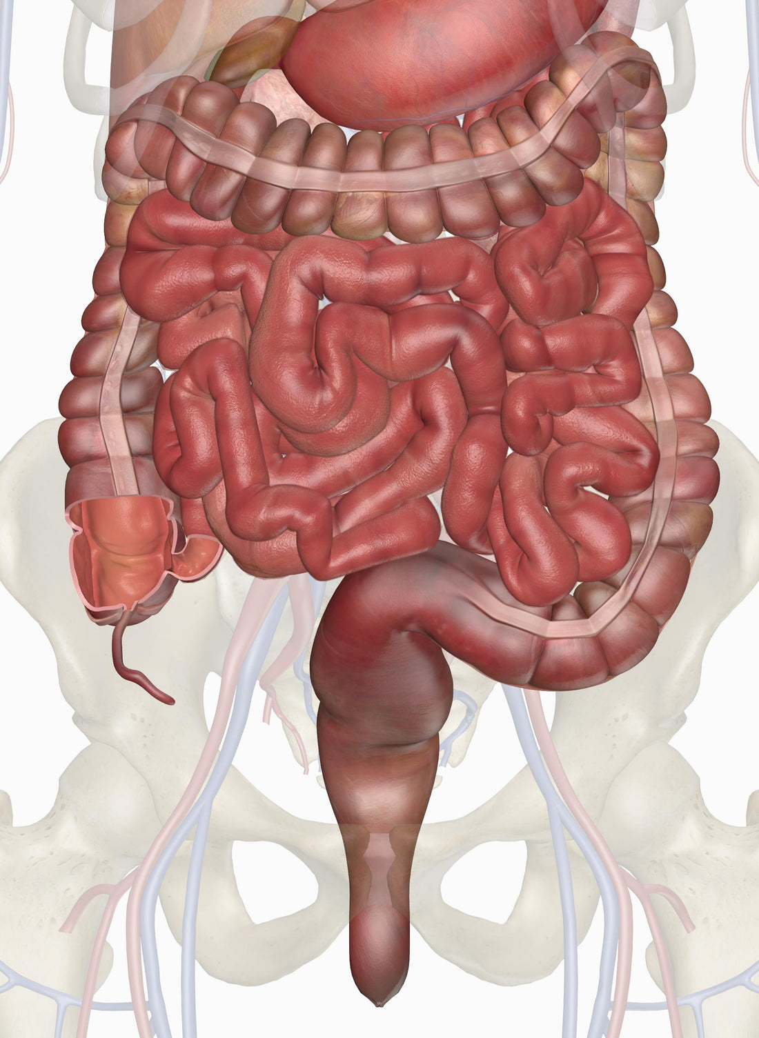 Getting rid of intestinal parasites