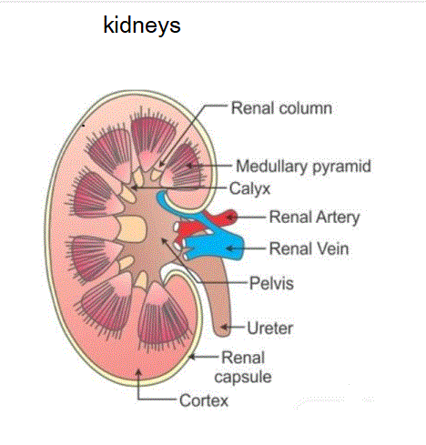 Keep Kidneys Healthy Kidneys Diagram