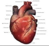 Free Illustration of Heart Anatomy for the blog: Heart Health Care Tips for Long Life
