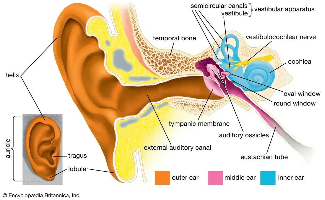 Free Illustration of an ear for the blog: Counteract tinnitus and Hearing problems