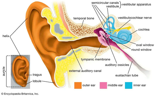 Free Illustration of an ear for the blog: Counteract tinnitus and Hearing problems