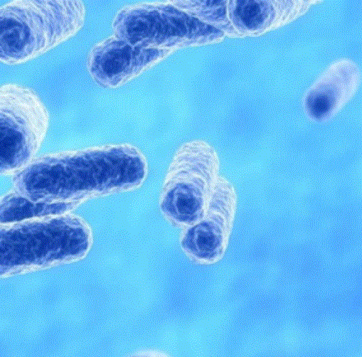 Personal Health Care, Picture of Akkermansia_Muciniphila, Blog: Akkermansia to fight diabetes and obesity.