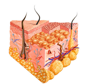 Personal Health Care, detailed diagram of the inner skin, Blog: How to develop the sense of touch?