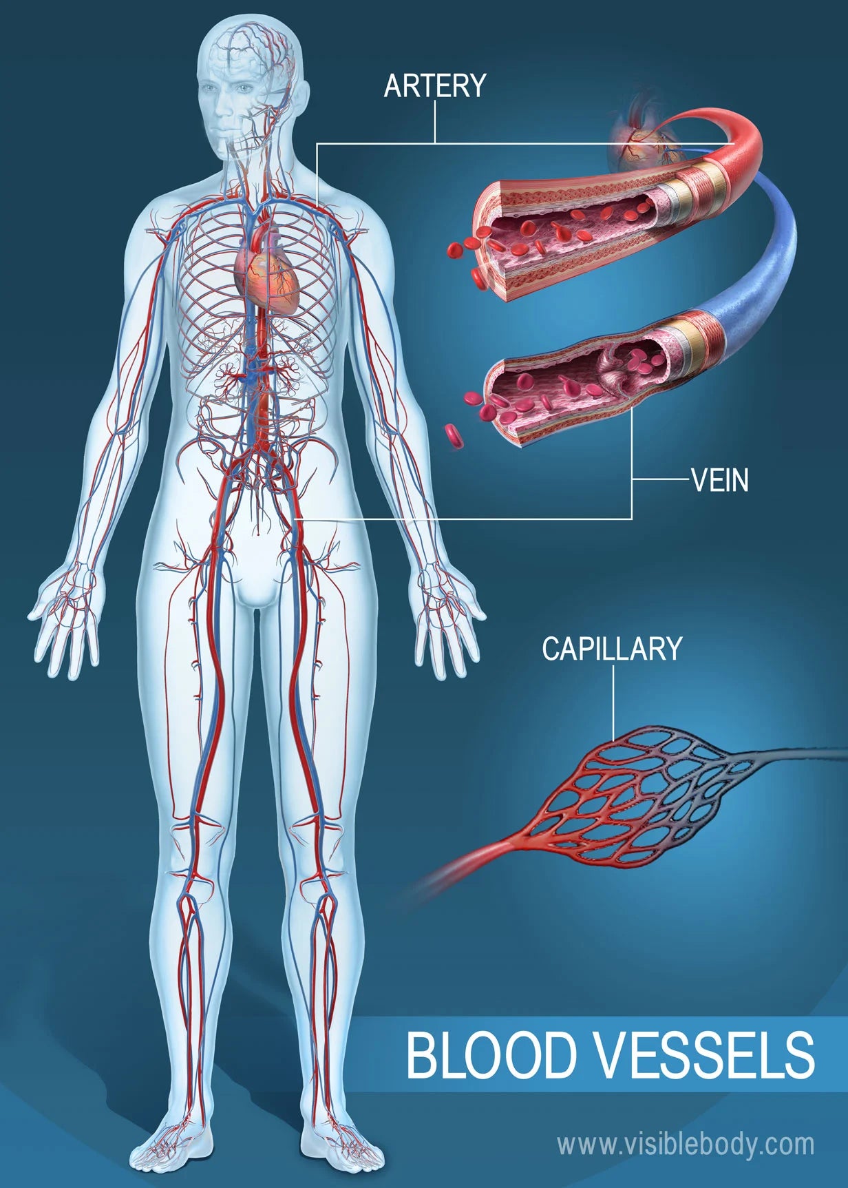 Personal Health Care Blood vessels diagram blog : Counteract hypertension and arteriosclerosis with food recipes in one week