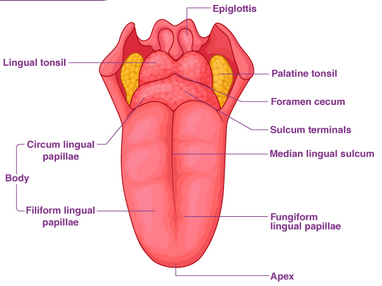 Personal Health Care, Detailed Diagram of a human tongue, Blog: How to increase the sense of taste?