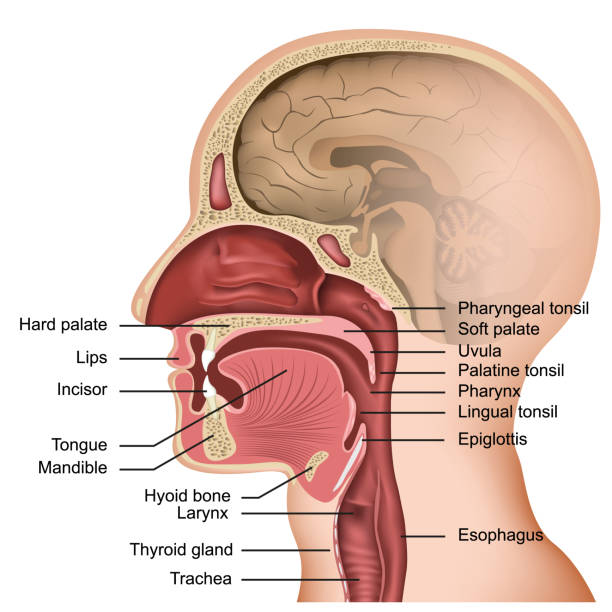 Personal Health Care, Diagram of a human skull section, tongue and respiratory tract, Blog: How to stop hiccups?