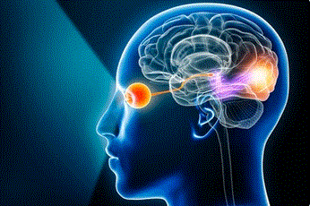 Personal Health Care, Diagram of the human eye brain, Blog: How to improve your eyesight