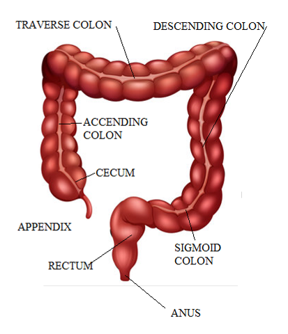 Personal Health Care Detailed drawing of intestine, Blog: How to get rid of constipation quickly and naturally