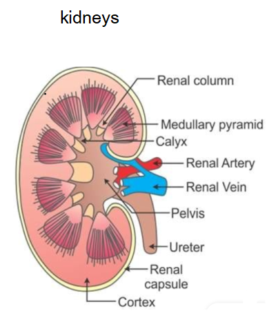 Personal Health Care Diagram of Kidneys for the Blog  Keep Kidneys Happy