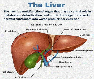 Personal Health Care, Liver diagram, Blog: Liver diseases, what can help your health?