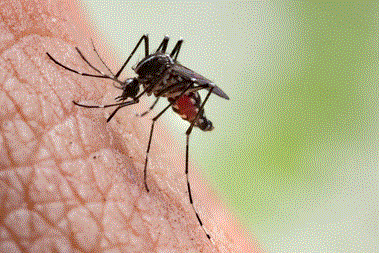 Personal Health Care, Picture of a mosquito biting a human skin, Blog: What to do for insects bites? (wasps, horseflies, mosquito, spider, etc.)
