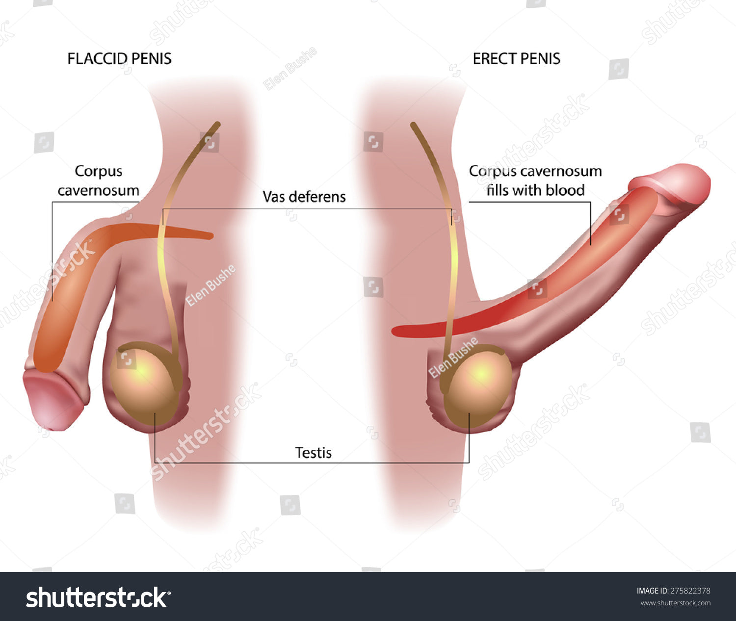 Personal Health Care, Diagram of flaccid penis and erect penis, Blog: How to have long-lasting erection for male sex organ?