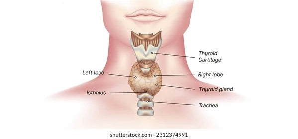 Personal Health Care, diagram of the Thyroid, Blog: Thyroid Functions and Diseases.